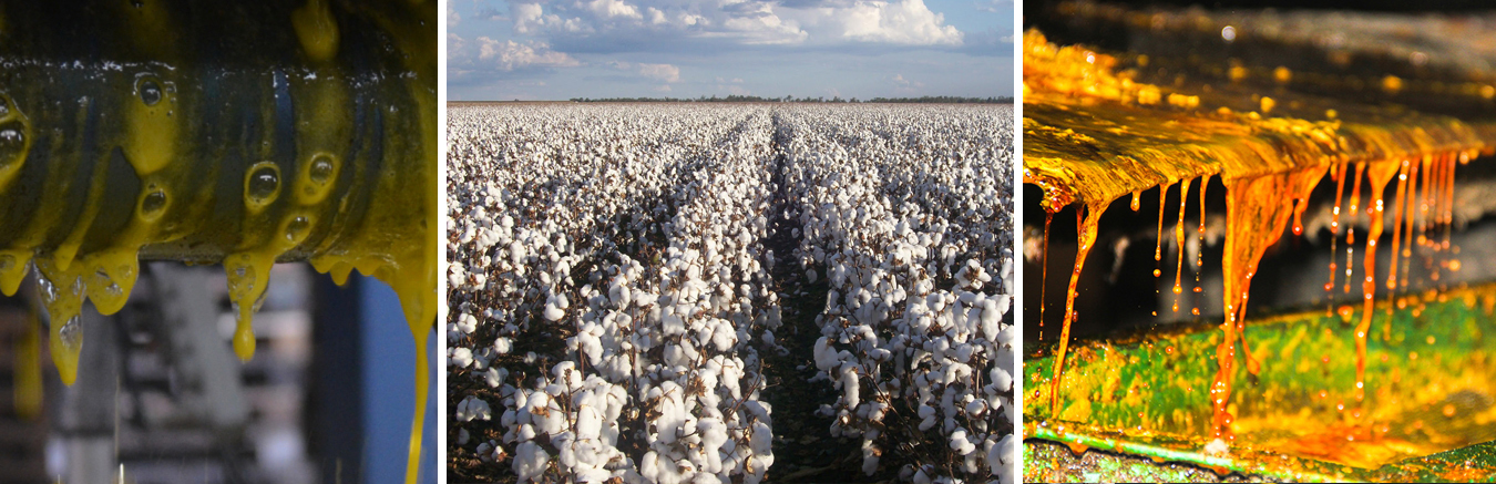 Adubos orgânicos para gados